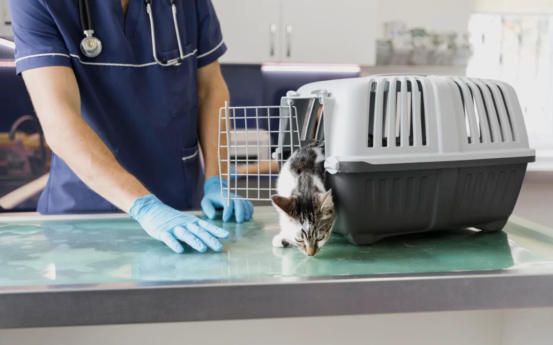 primer-veterinario-gato-saliendo-jaula- dodozooft