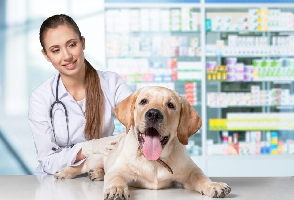 veterinaria- isapre animales- junto a un perro en su clinica- dodozooft