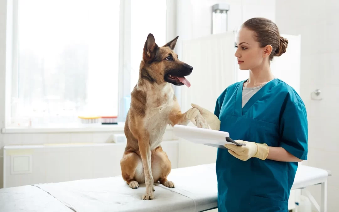 veterinaria-en-una-consulta-con-su-paciente- dodozooft