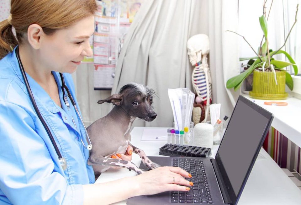Veterinaria-ocupando-un-computador-junto-a-un-perro- dodozooft